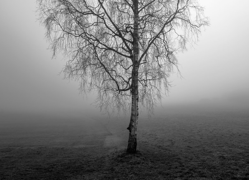 grass black amp white black and white and fog 4k