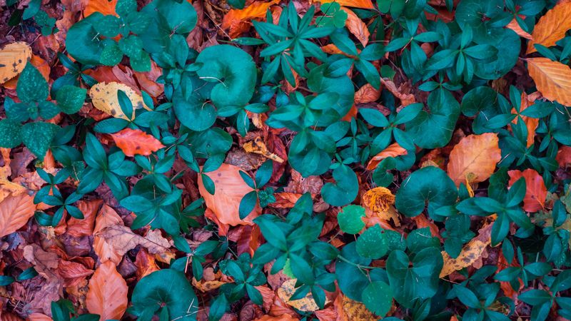 leaves, autumn, fallen, forms, 4k