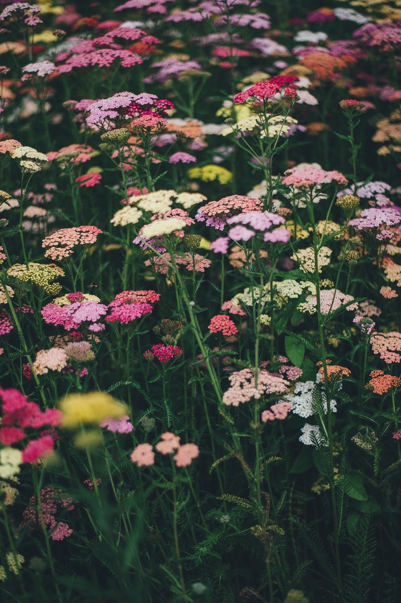 flower field wildflower flower and garden hd, 4k