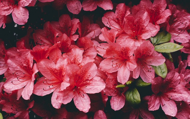 leafe bloom staman and spring 4k