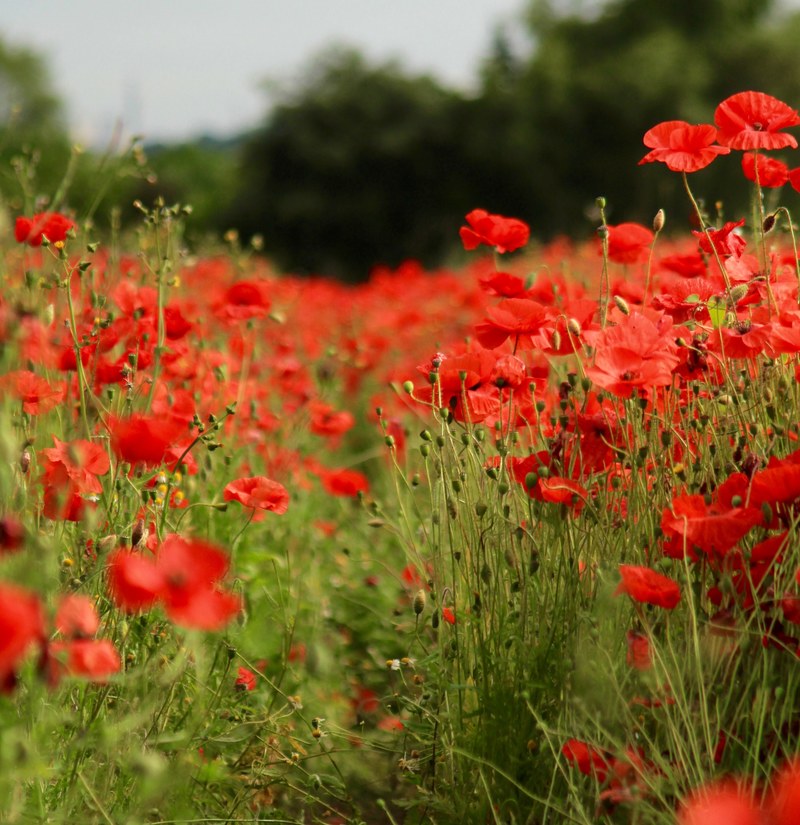 field of red poppy wildflowers bloom in nature, poppy field 4k
