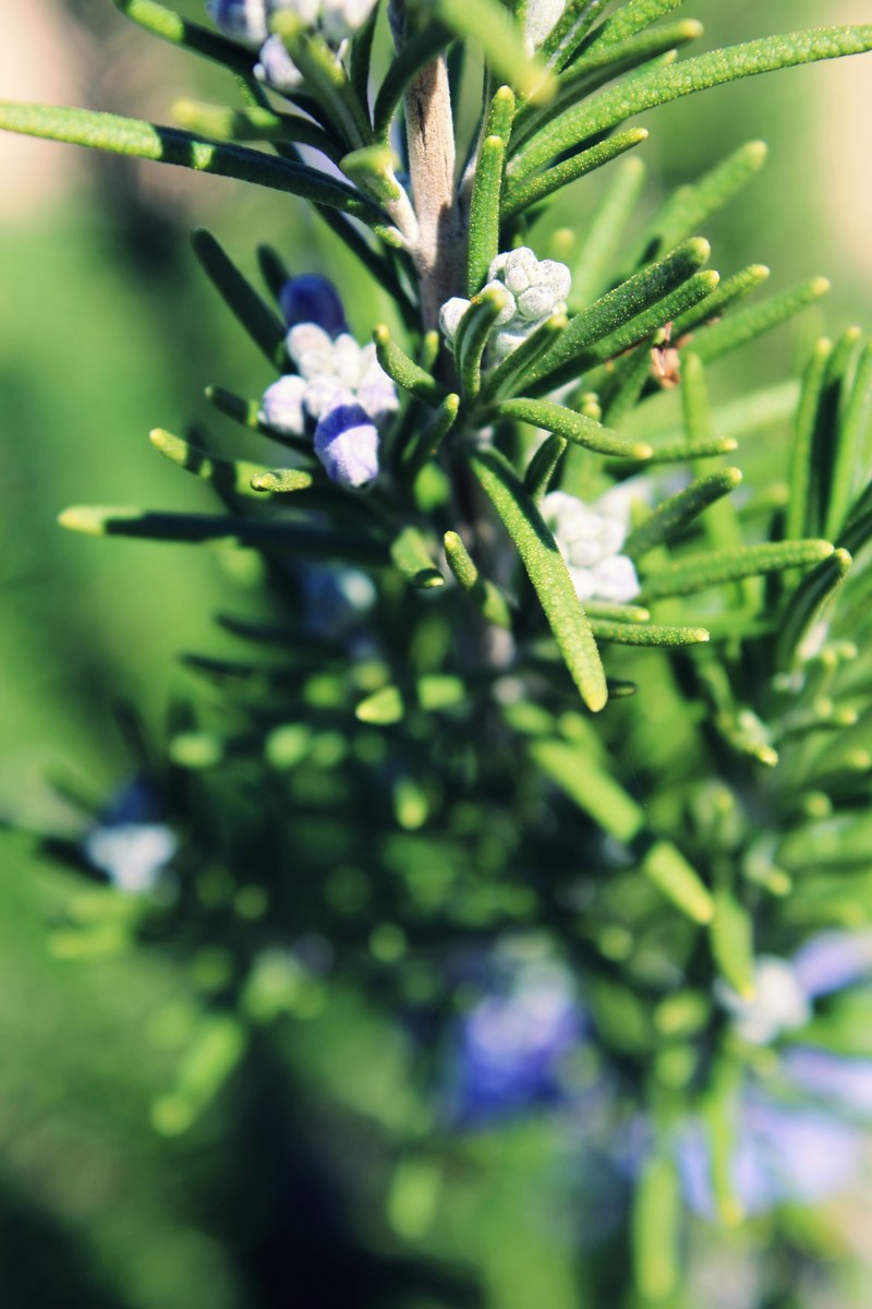 spring hedge shrub and leafe hd, 4k