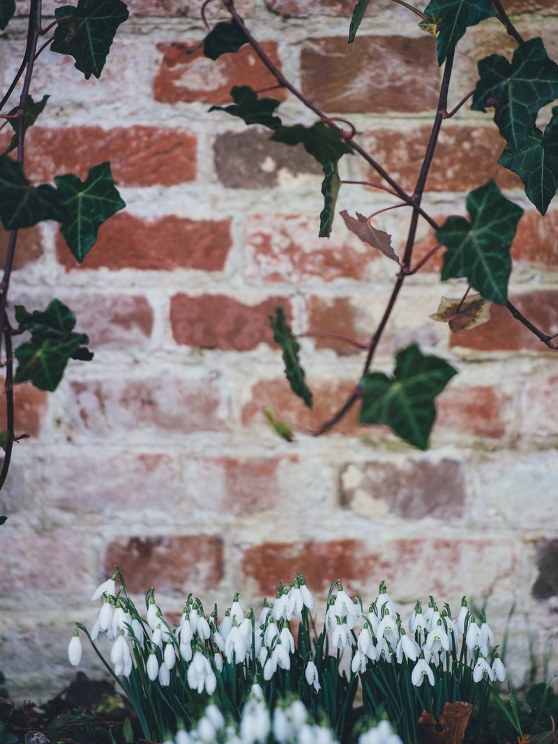 ivy on a brick wall over a bed of snowdrop flowers, snowdrops by a brick wall 4k