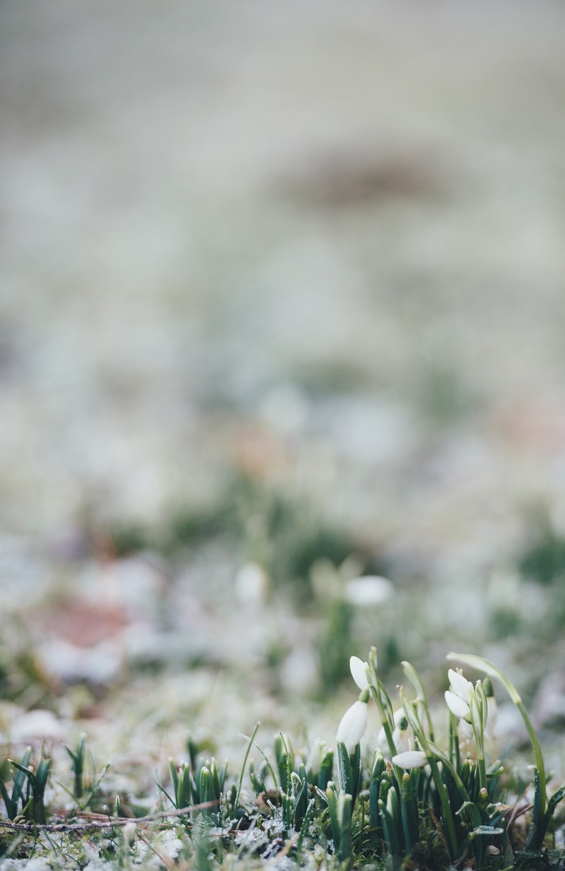 first snowdrop flower buds and stems with dew in earth bramshaw, first snowdrops of the year 4k