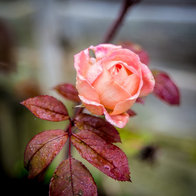 rose plant floral and flower 4k
