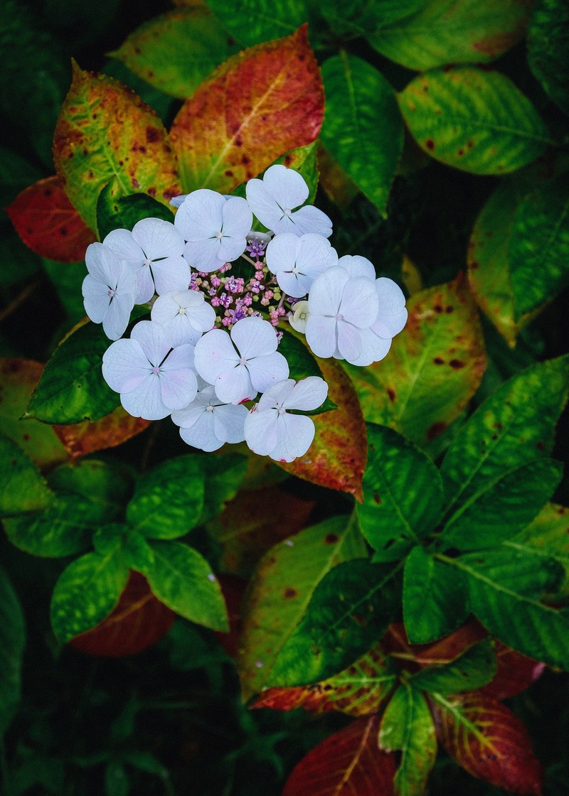 floral green leafe and nature hd, 4k