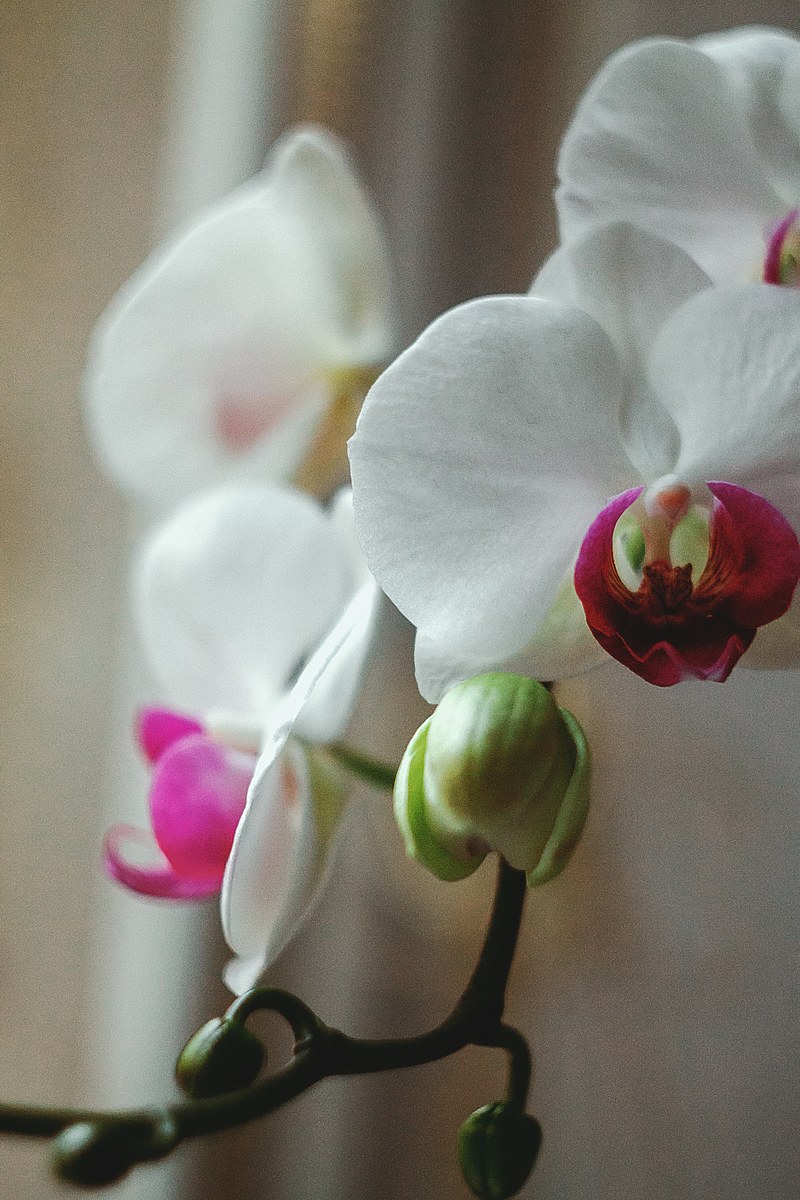 flower beauty nature and orchid hd, 4k