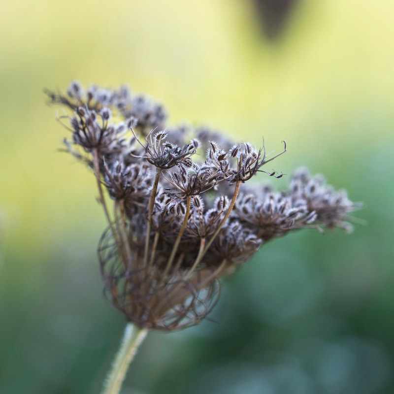 dof blur green and end 4k