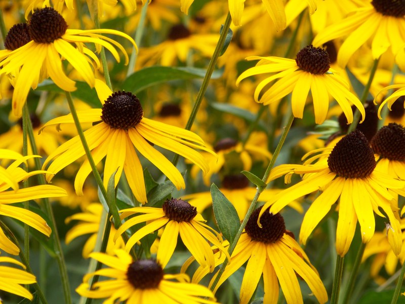 yellow black eyed susan flowers in full bloom, black eyed susan flowers in a meadow 4k