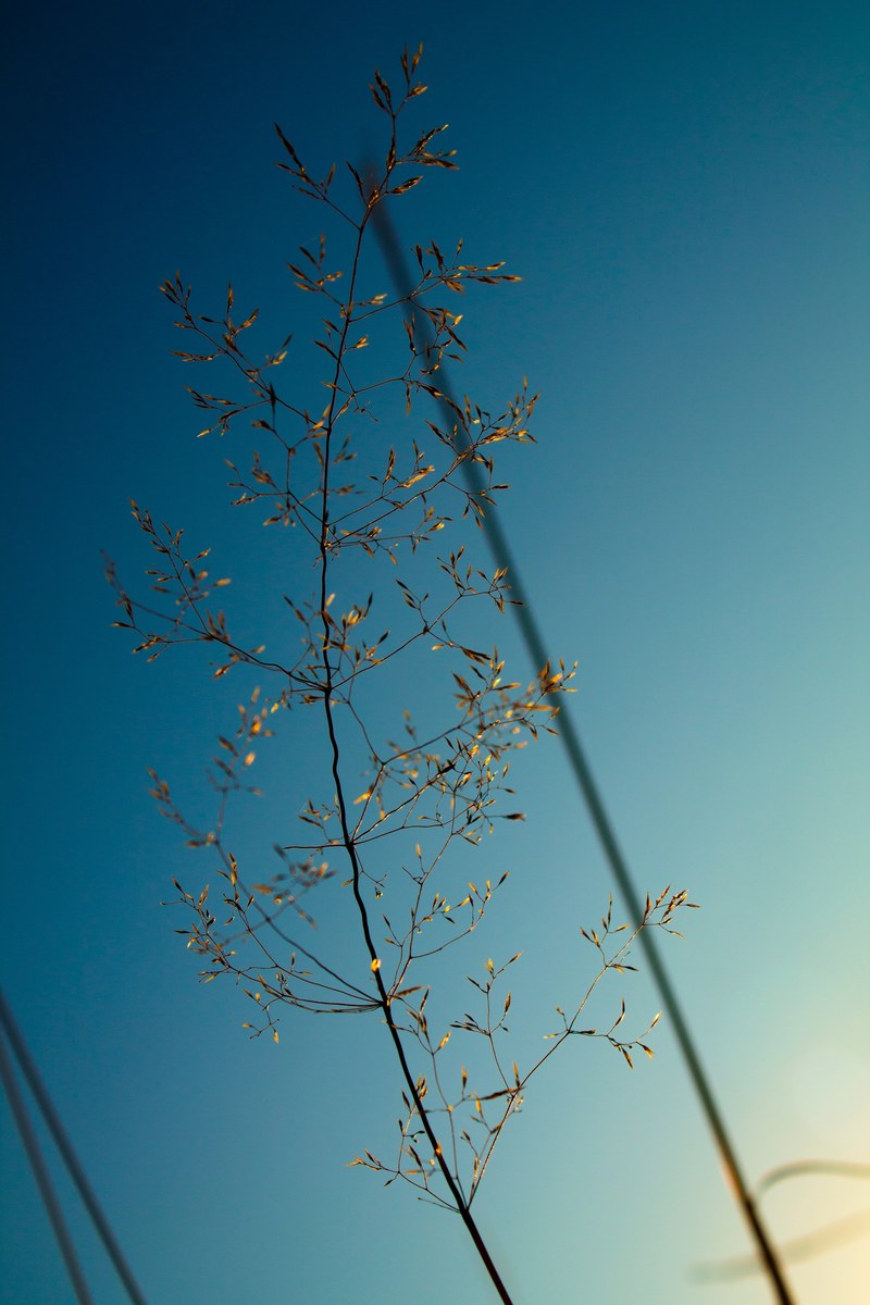 leaf branch sky and spring hd, 4k