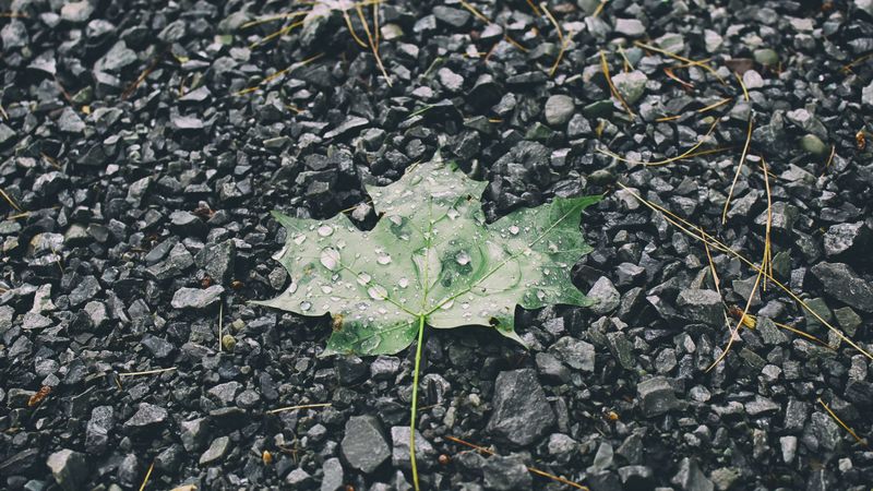 leaf, drops, stones, 4k