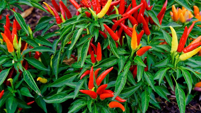pepper, chile, garden bed, 4k