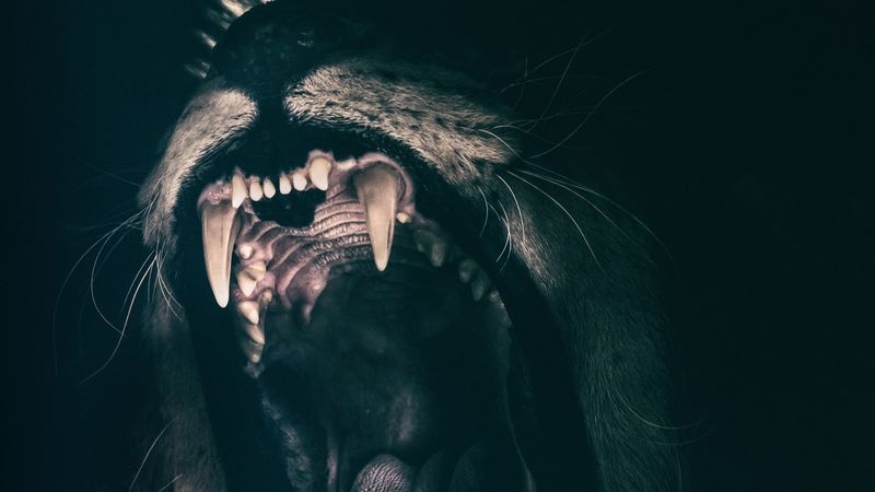 grin, lion, fangs, 4k