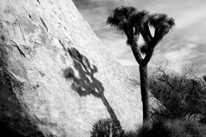 joshua tree 4k