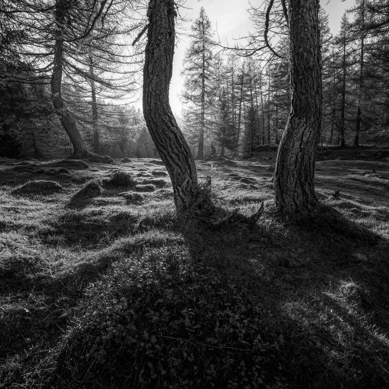 pine tree ticino suisse and schweiz 4k