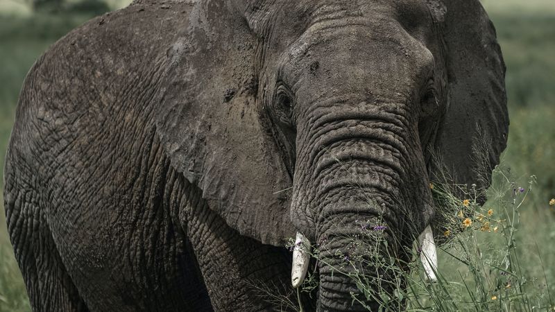 elephant, tusks, grass, animal, 4k