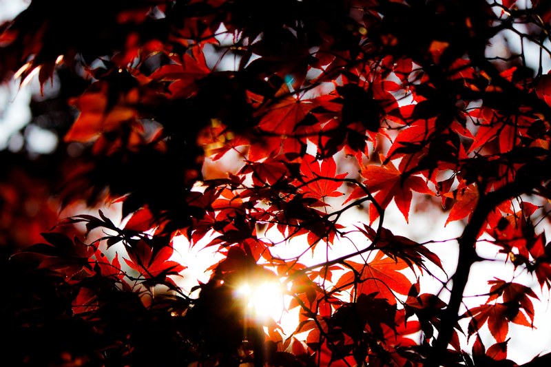 red maple leaves in the sun in kamakura, kamakura maple leaves 4k