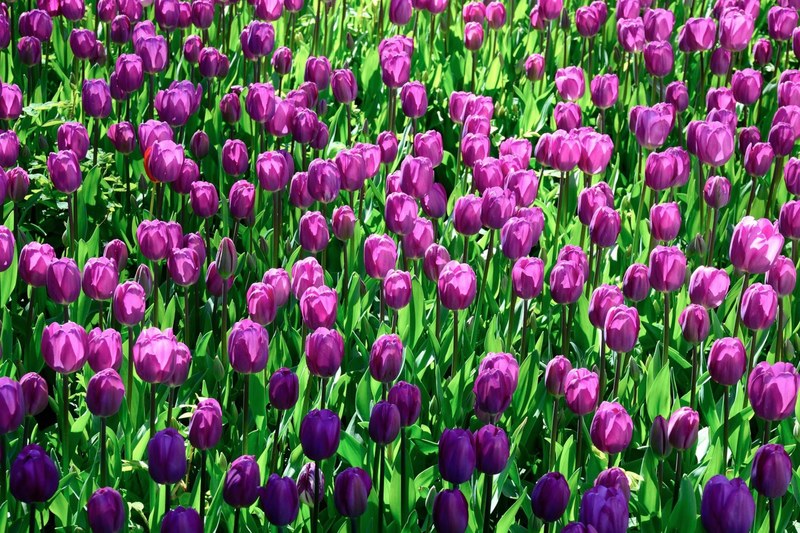 a large group of purple tulips slowly opening up their petals, purple tulip garden 4k