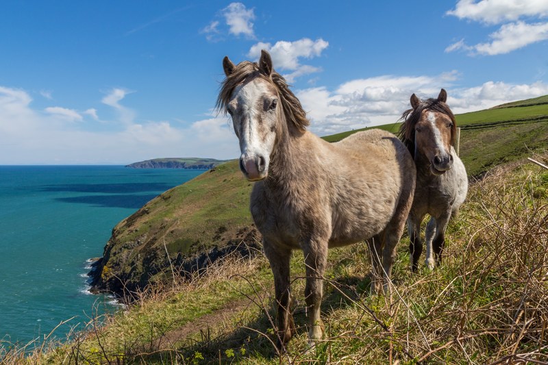 two ponies standing close to each other on a slope overlooking azure sea, ponies near azure sea 4k