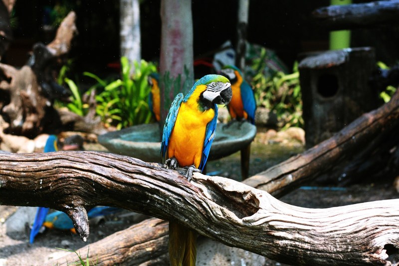 multicolored parrots in a settlement with logs, multicolored parrots 4k