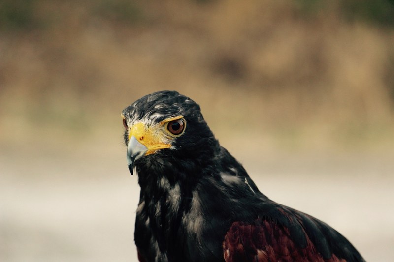 bird eagle feather and bird of prey 4k