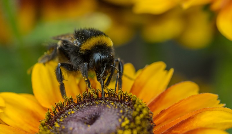 a macro shot of a bee gathering pollen on an orange flower, bee on orange flower in macro 4k