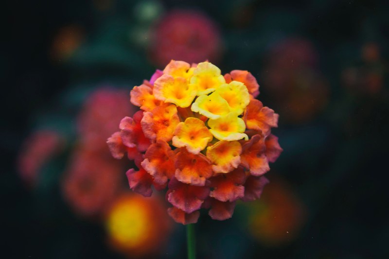 true colors 4k