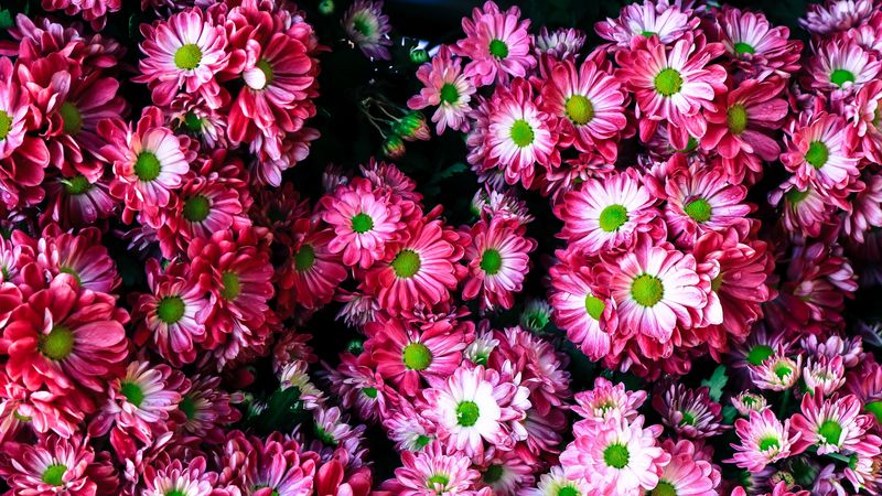 flowers, bright, many, 4k