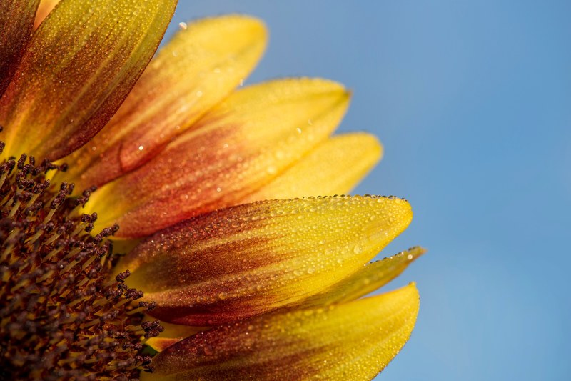 a macro image of the pedals on a dandelion, _dandelion macro image 4k