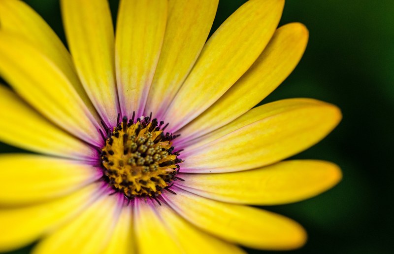 a macro shot of a yellow flower with a purple tint around its center, yellow flower with purple tint 4k