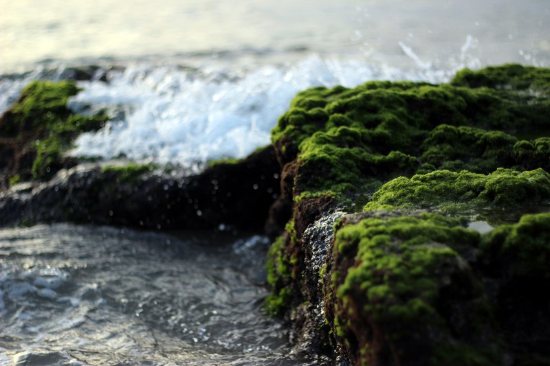a close up of sea waves crashing against mossy rocks, mossy shore 4k