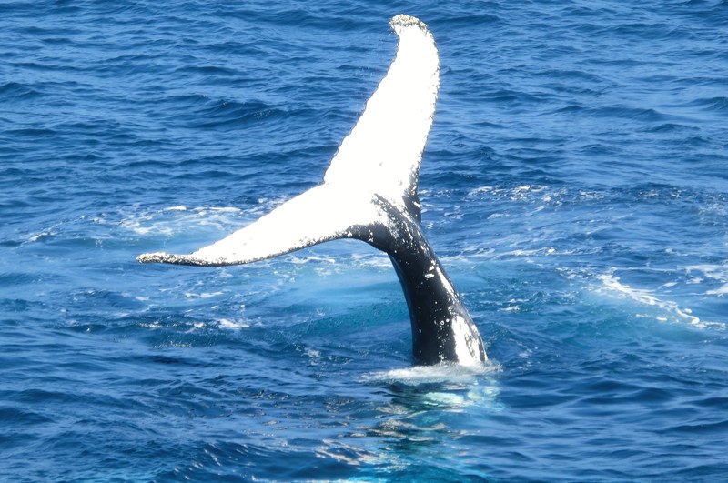 whale ocean tail and sea 4k