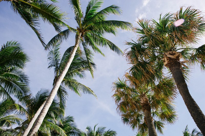 palm trees on the blue sky in fort lauderdale, tropical trees 4k
