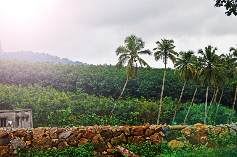 a row of palm trees behind a stone wall, stone wall and palm trees 4k