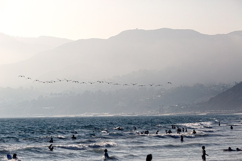 summer wafe beach and bird 4k