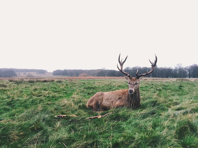 animal deer stag and grass 4k