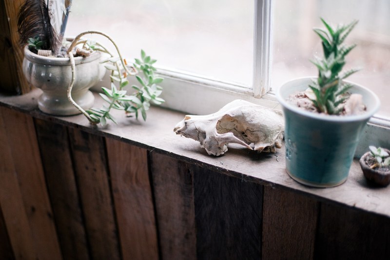 panneling wood wall house plant and plant 4k