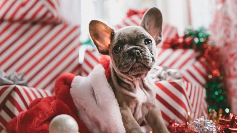 dog, puppy, new year, 4k