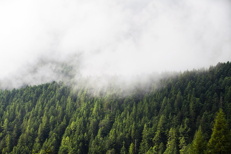 a white fog coming down on a green forest, foggy green forest 4k