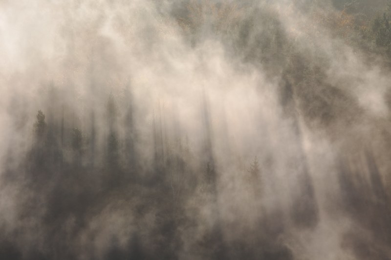 a thick mist obscuring a forest in rathmannsdorf, shadows of spruce trees in heavy fog 4k