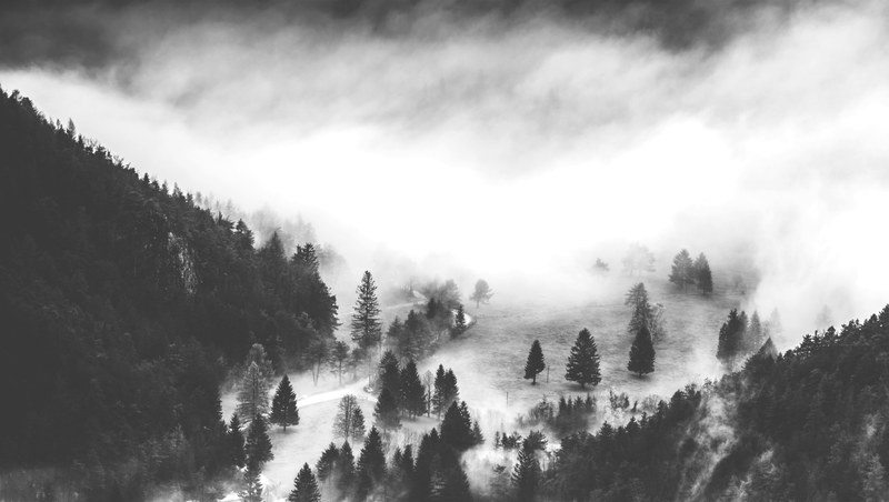 a black and white shot of a dirt path near a dense forest, forest edge in black and white 4k