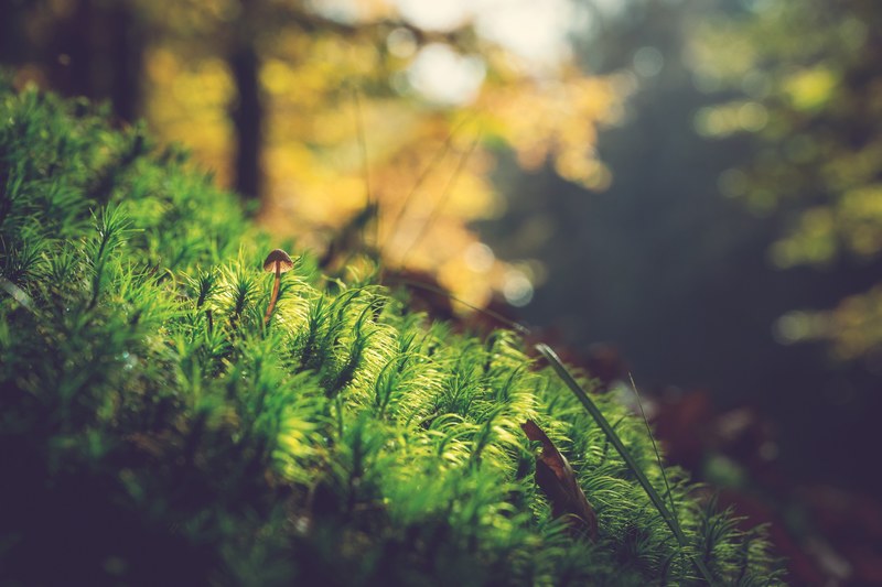 a small lone mushroom on moss in a sunny forest, tiny mushroom on moss 4k