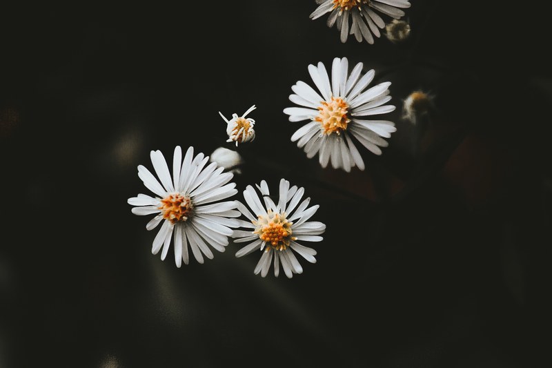 flower daisy petal and dark 4k
