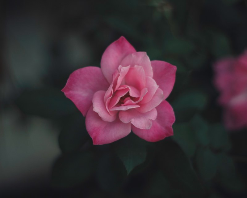 close up of a pink rose like flower, pink flower in close up 4k