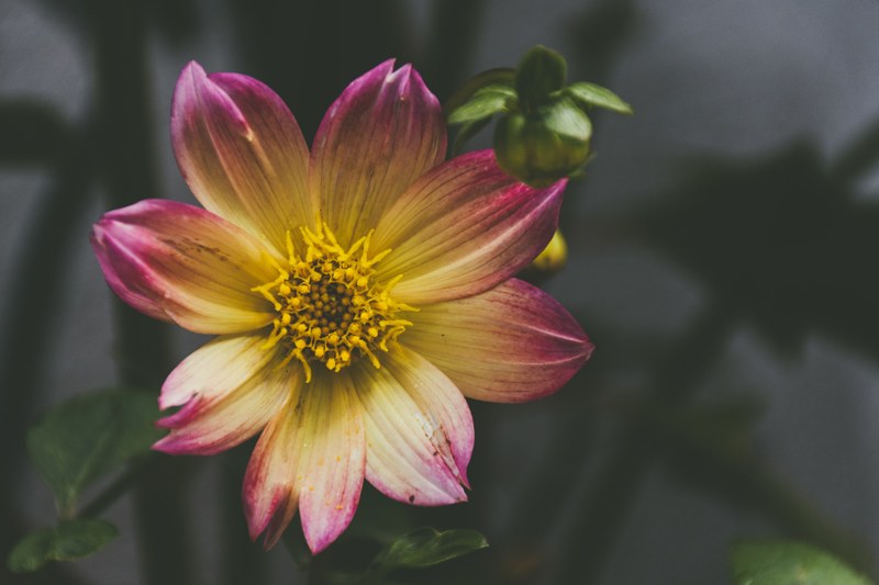 purple and yellow flower blooming on a green plant, blooming flower 4k