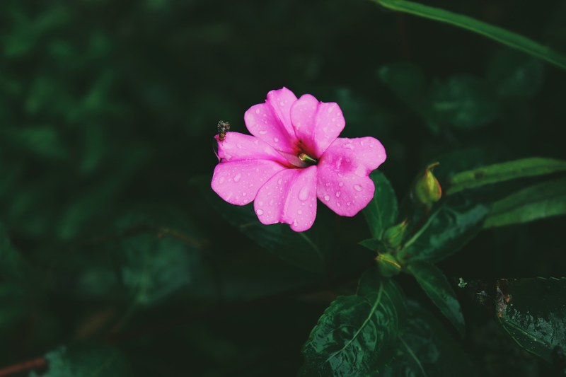flower plant pink and petal 4k