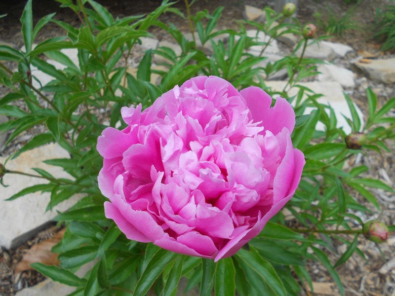 peony leafe pink and bloom 4k