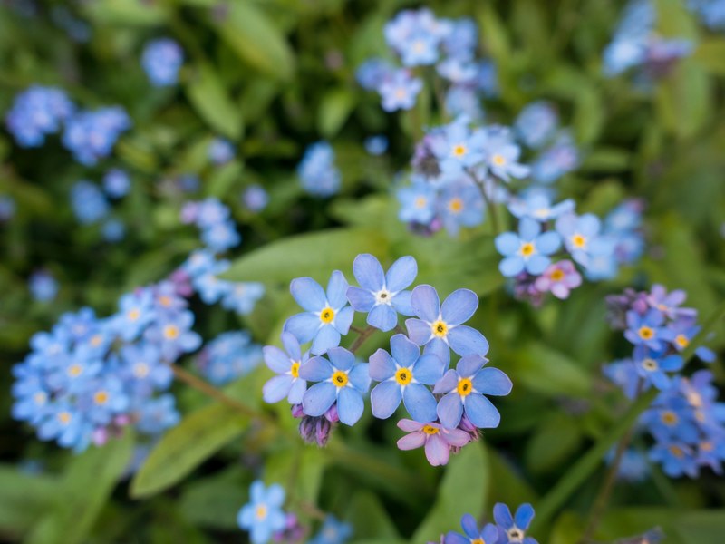 flower petal plant and blue 4k