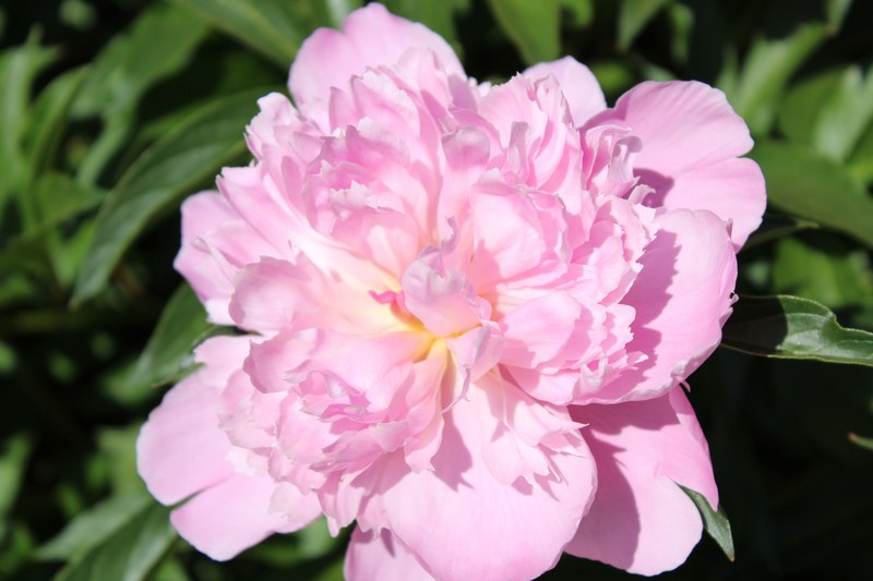 bloom peony pink and flower 4k