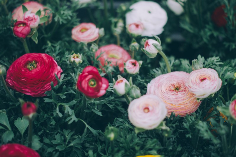 a pale shot of red and pink flowers in a garden, in an amsterdam garden 4k